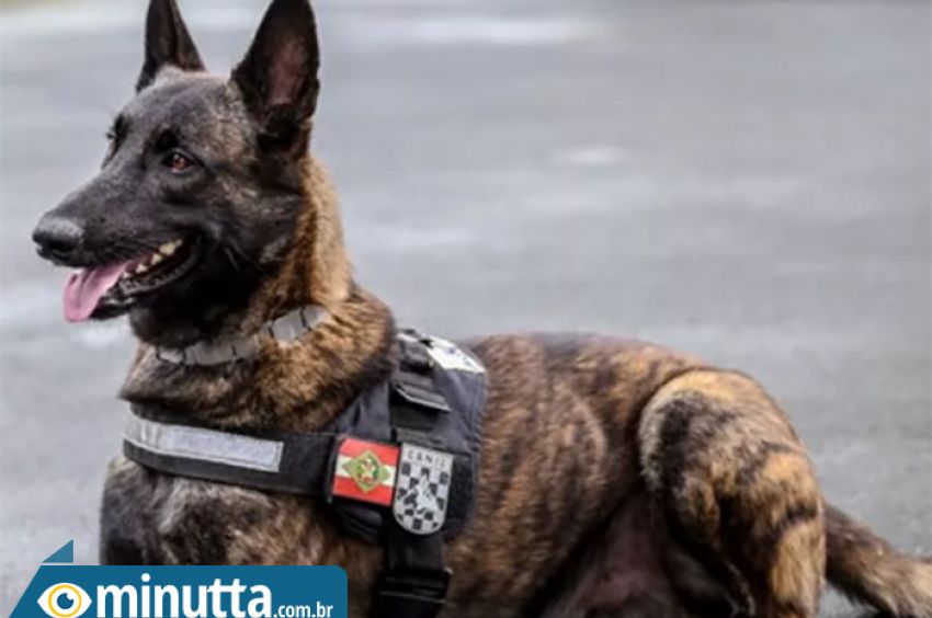 Cão policial – Wikipédia, a enciclopédia livre